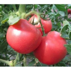 1804 F1 - томат индетерминантный (Lark Seeds) фото, цена